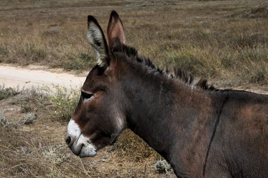 donkey on a meadow