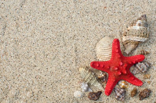 Starfish and shells on a sandy beach with copyspace