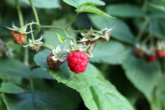 close up of raspberries