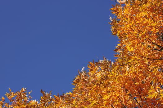 top of trees over blue sky at fall