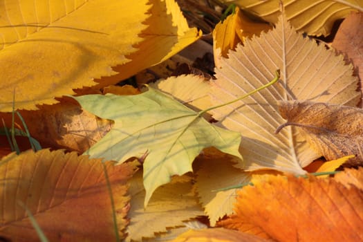yellow foliage on ground