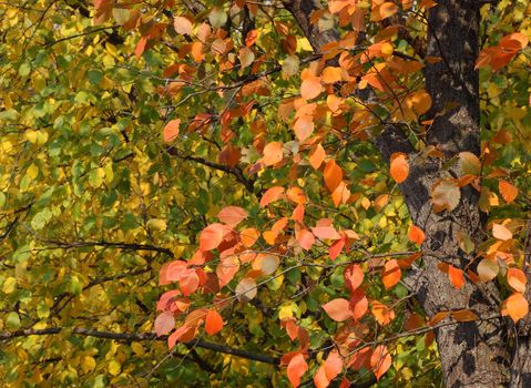 autumnal colors
