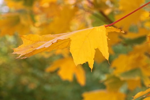 yellow maple leaf at fall