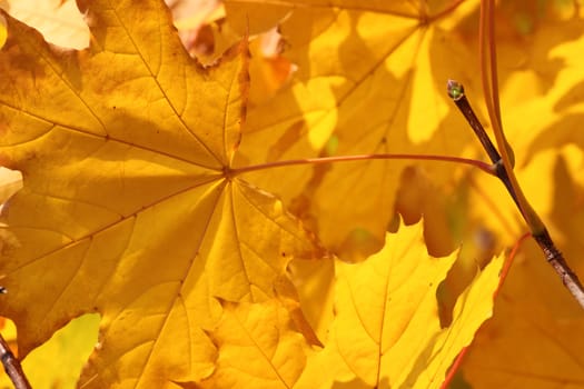 maple tree at fall