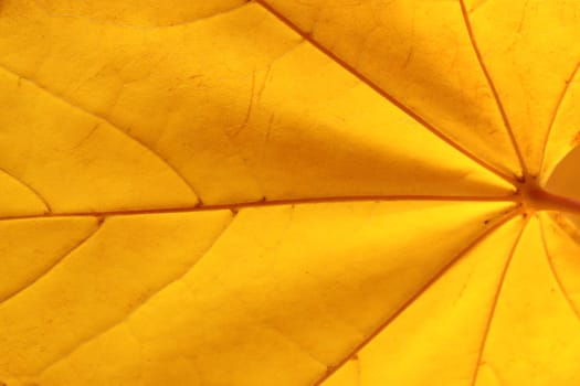 close up of yellow maple leaf