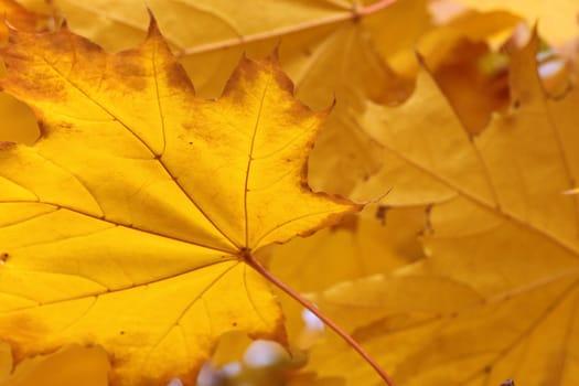 yellow maple leaves