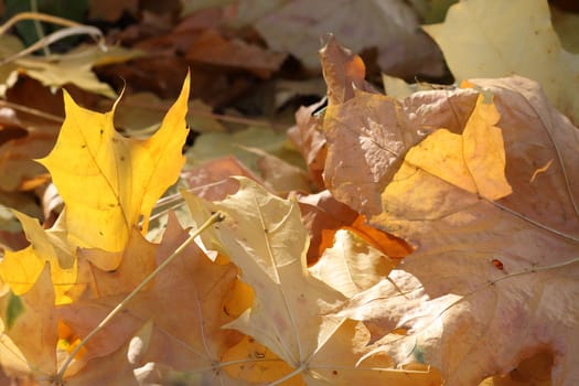 dry maple tree leaves on a ground