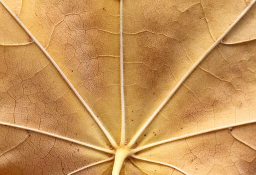 close up of dry maple leaf texture