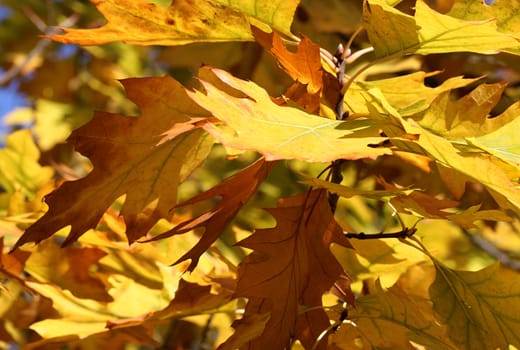 close up of oak tree leaves at fall