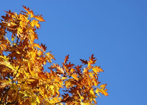 branches of oak tree over blue sky at fall