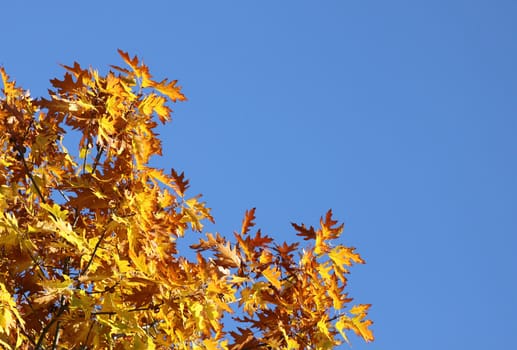 top of oak tree over blue sky at autumn