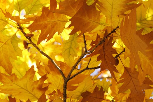 dry oak tree leaves at fall
