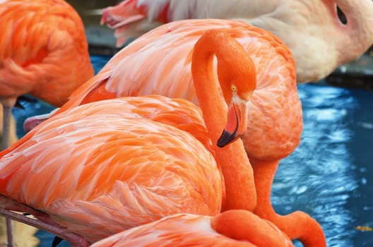 Group Of Pink Flamingo Near The Water