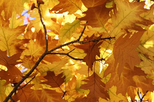 oak tree foliage at fall
