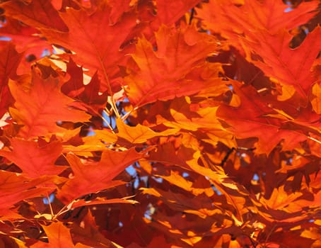 purple oak tree leaves at autumn