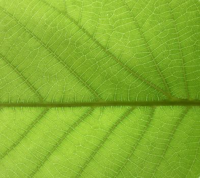 close up of green leaf texture