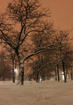 tree at winter night