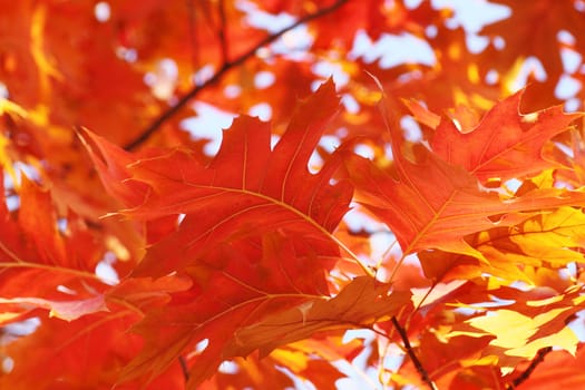 oak tree foliage at fall