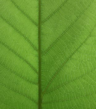 close up of green leaf texture