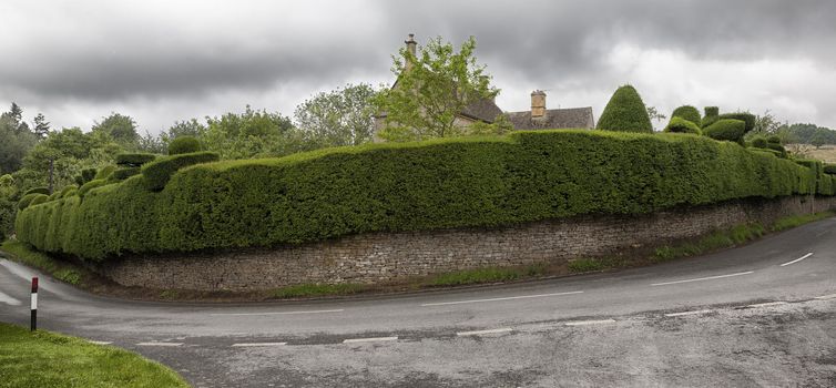 Old beautiful cut hedge in the Cotswold village Broad Campden - England.