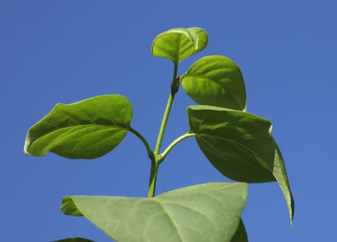 leaves of lilac bush over blue sky