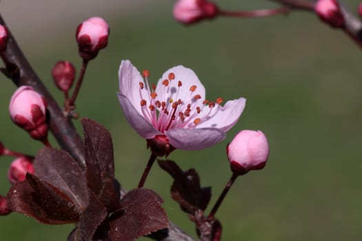pink blossom on tree at spring
