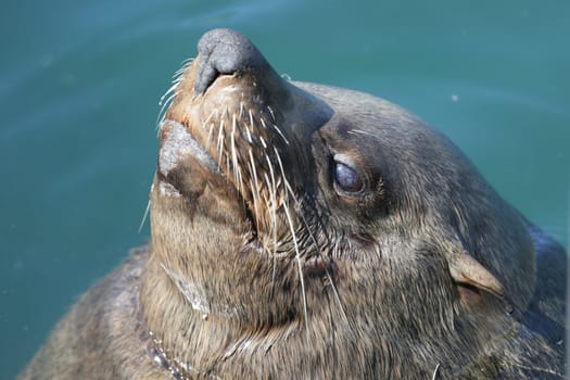 A Cape fur seal sticking its head out of the water and enjoying the warm sun with its eyes closed