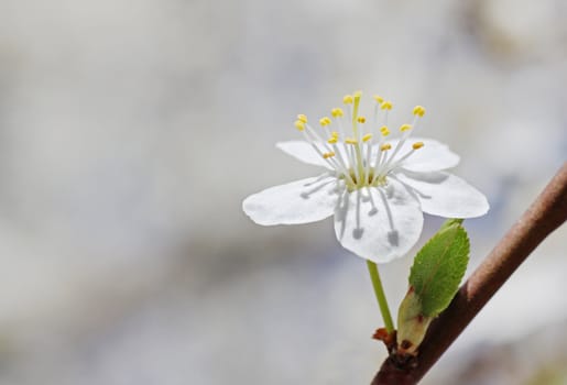 close up of white cherry tree blossom