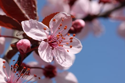 pink blossom on tree over blue sky