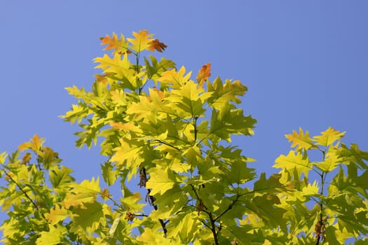 branches of oak tree over blue sky