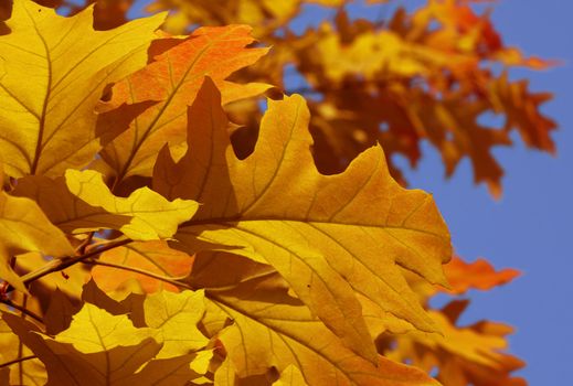 oak tree foliage at autumn