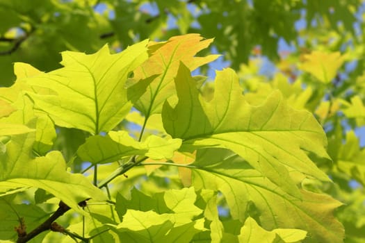 close up of oak tree branches at spring