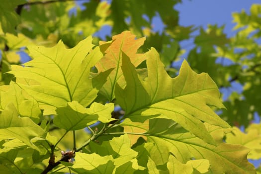 close up of green oak tree leaves