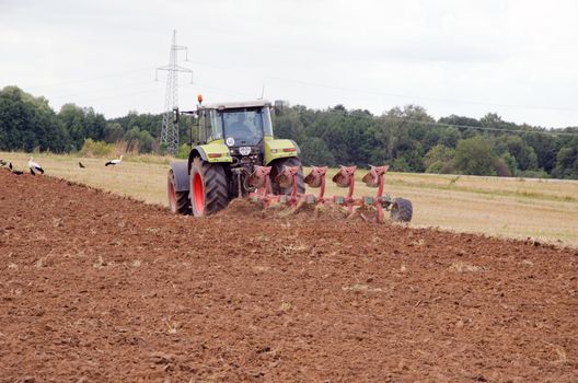 Heavy machinery tractor plow agricultural field in autumn and many storks looking for food.