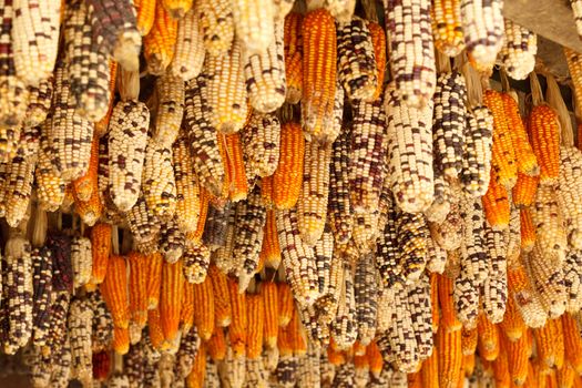 Beautiful  ear of corn in Sapa, Vietnam