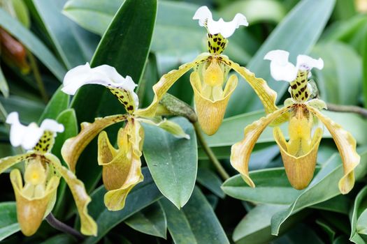 Close up of lady's slipper orchid (Paphiopedilum Callosum).