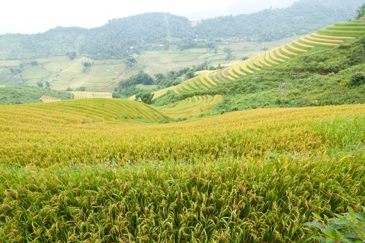 Rice terraces in the mountains in Sapa, Vietnam