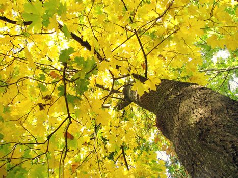 maple tree at fall