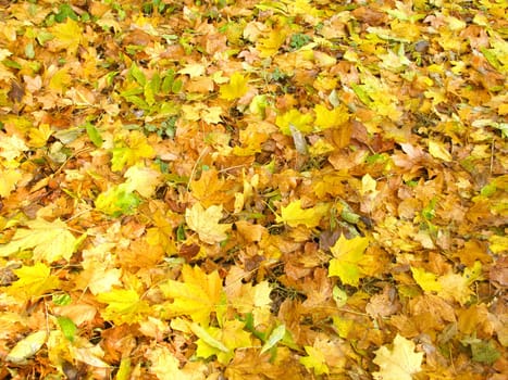 dry leaves on ground