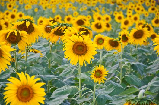 sunflower farm along the way at Navamin road, Bangkok, Thailand