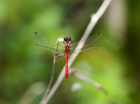 A close up picture of a red dragonfly