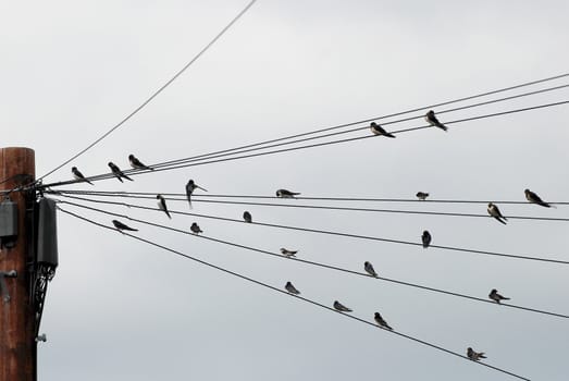 Flock of twenty-two swallows gathered on telegraph wires, ready to depart at the end of summer