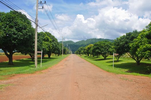 road in the mango plantations, Nakornratchasima, Thailand