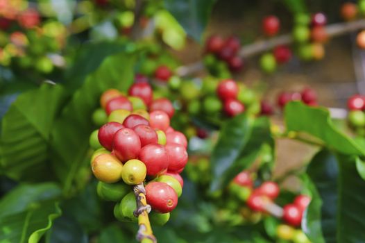 Colorful coffee cherries at varying stages of maturity.