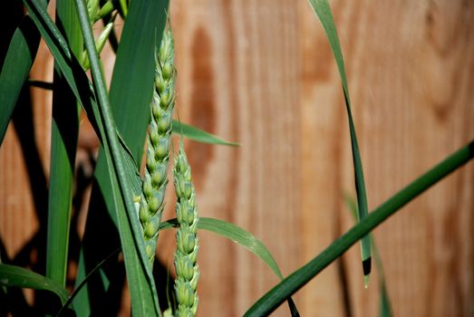 Green ears of wheat in the sunshine against a wooden background