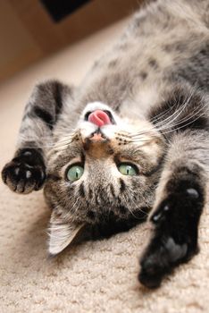 A cute tabby kitten on the floor, playing with his tongue stuck out