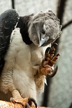 A harpy eagle showing its claws.