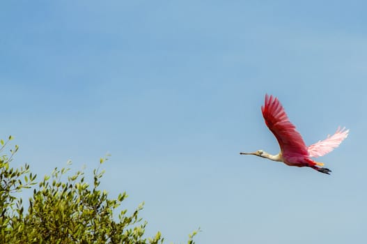 An image of a flamingo in flight.