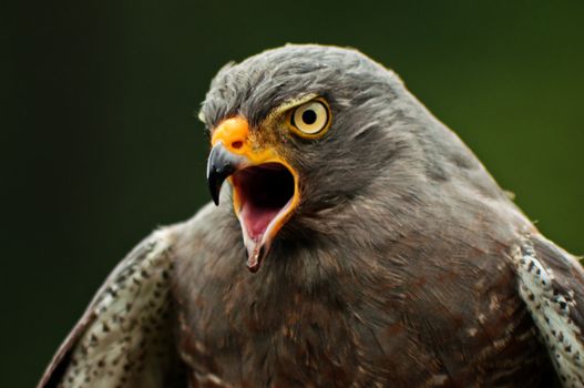 A grey roadside hawk with its mouth open.