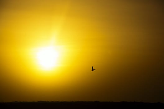 Silhouette of a pelican flying next to the sun.